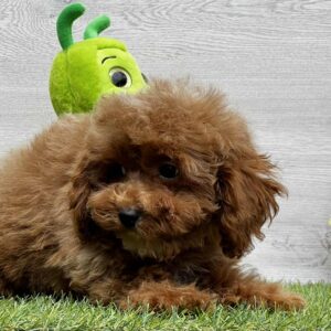Oscar Cavapoo