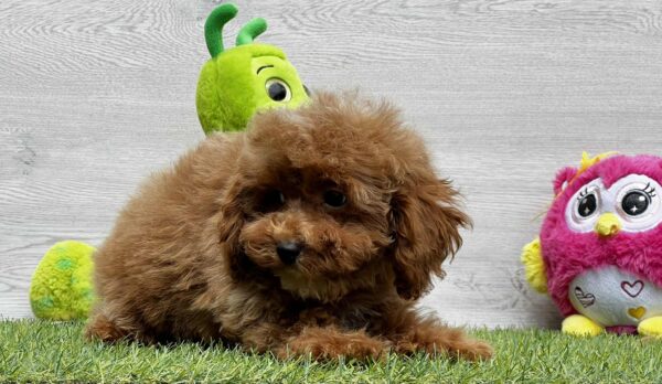 Oscar Cavapoo