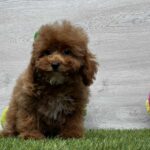 Oscar-male-cavapoo-puppy-for-sale-1 (2)