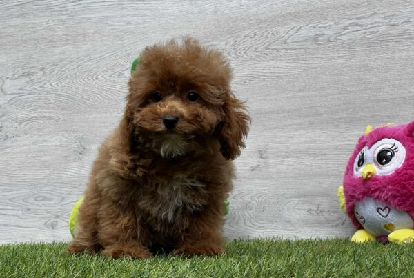 Oscar Cavapoo
