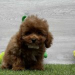 Oscar-male-cavapoo-puppy-for-sale-1 (3)