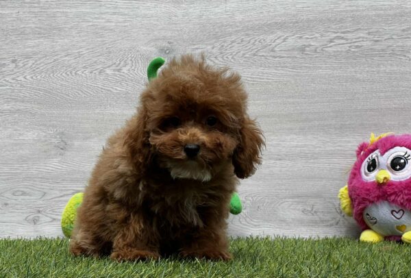 Oscar Cavapoo