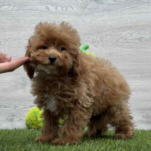 Oscar Cavapoo