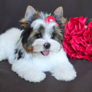 Paskale Biewer Yorkshire Terrier