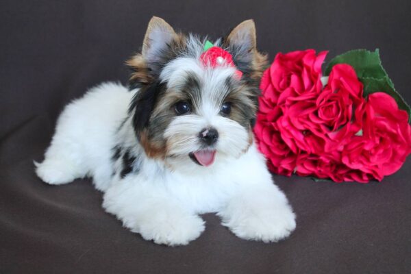 Paskale Biewer Yorkshire Terrier