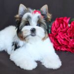 PASKALE-male-Biewer-puppy-for-sale-2
