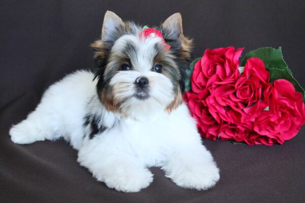 Paskale Biewer Yorkshire Terrier