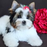 PASKALE-male-Biewer-puppy-for-sale-3