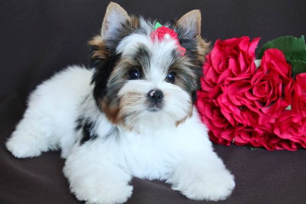 Paskale Biewer Yorkshire Terrier