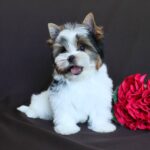PASKALE-male-Biewer-puppy-for-sale-4