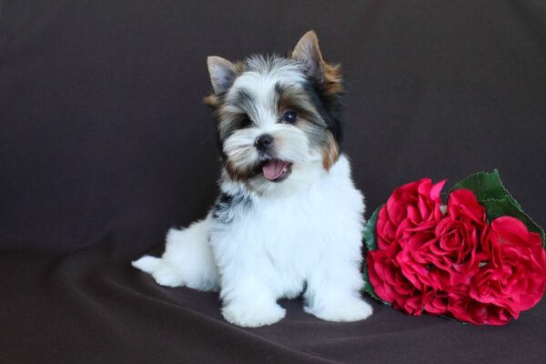 Paskale Biewer Yorkshire Terrier