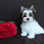 PASKALE-male-Biewer-puppy-for-sale-5