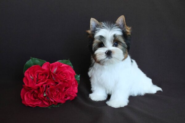 Paskale Biewer Yorkshire Terrier