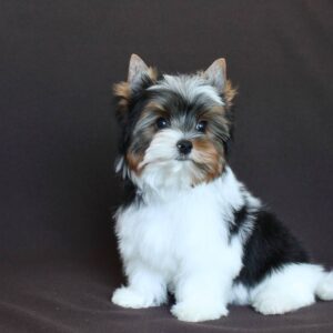 Patrick Biewer Yorkshire Terrier