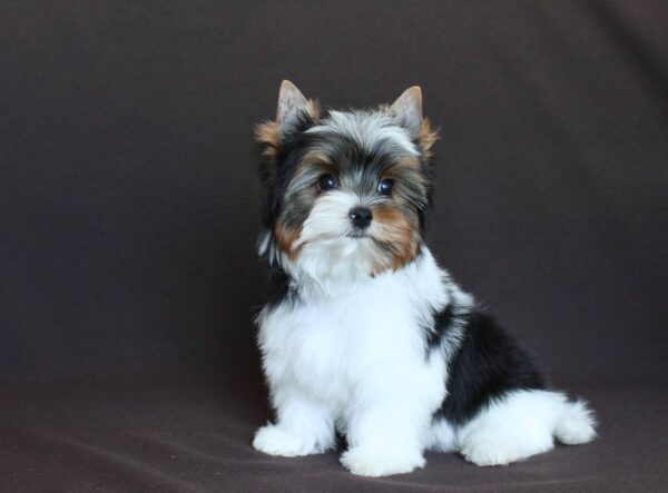Patrick Biewer Yorkshire Terrier