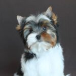 PATRICK -male-Biewer-puppy-for-sale-2