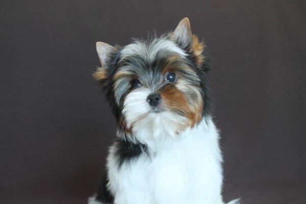 Patrick Biewer Yorkshire Terrier