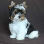 Paskale Biewer Yorkshire Terrier