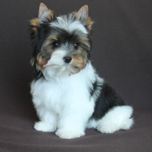 Patrick Biewer Yorkshire Terrier