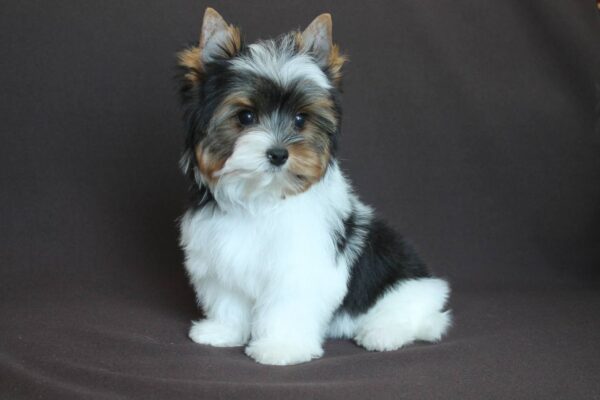Patrick Biewer Yorkshire Terrier