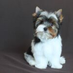 PATRICK -male-Biewer-puppy-for-sale-4