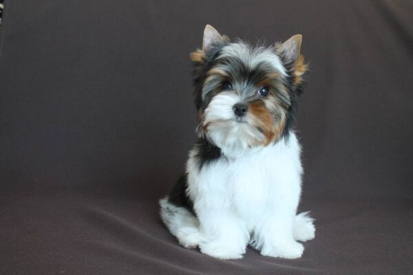 Patrick Biewer Yorkshire Terrier