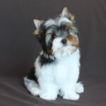 PATRICK -male-Biewer-puppy-for-sale-5
