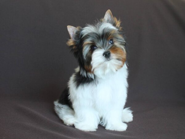 Patrick Biewer Yorkshire Terrier