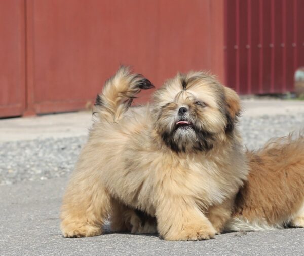 Percy Shih Tzu