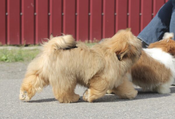 Percy Shih Tzu
