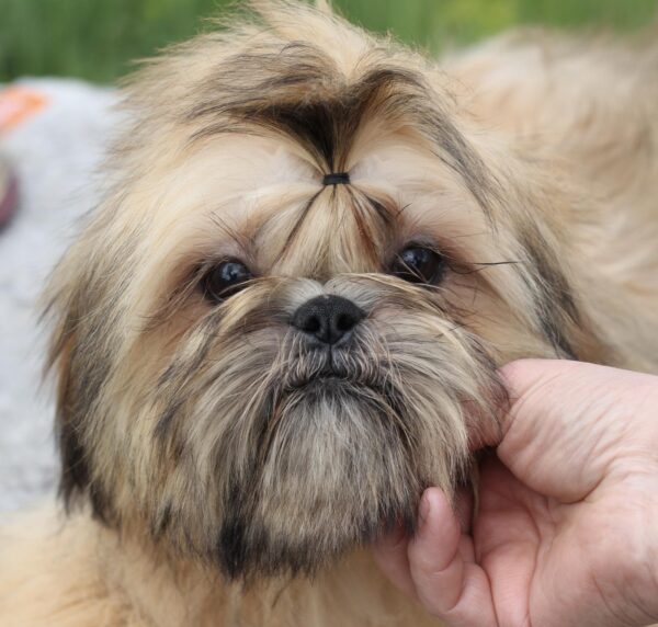 Percy Shih Tzu