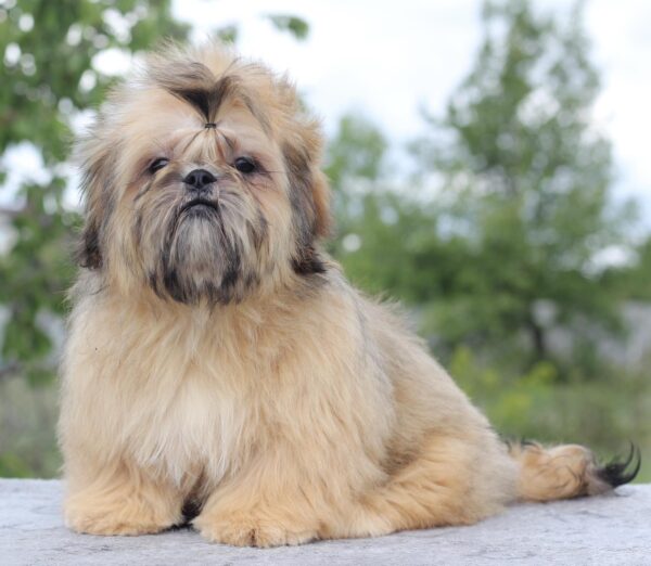 Percy Shih Tzu