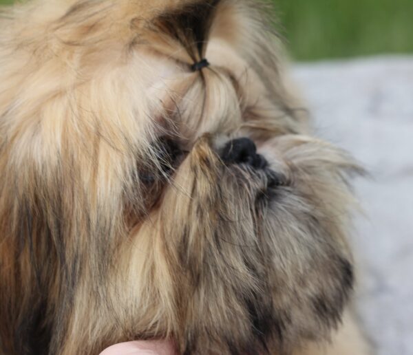 Percy Shih Tzu