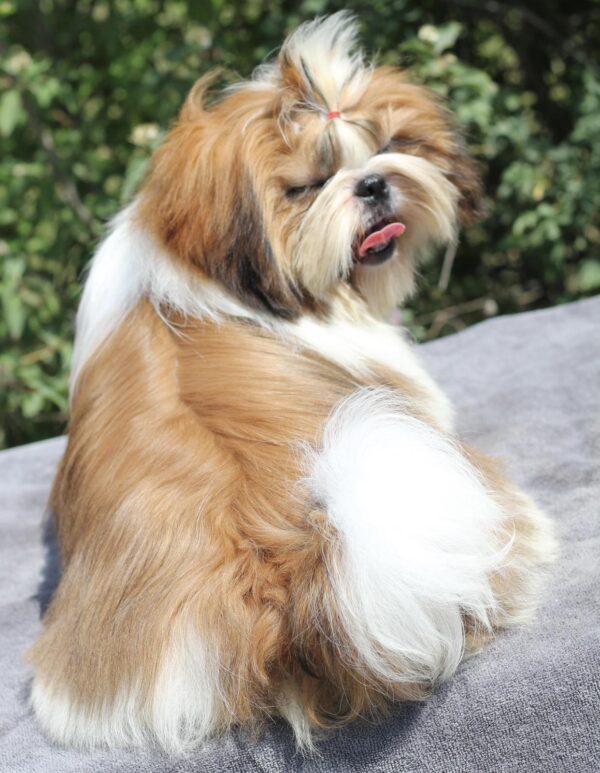 Princess Shih Tzu