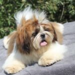 Percy Shih Tzu