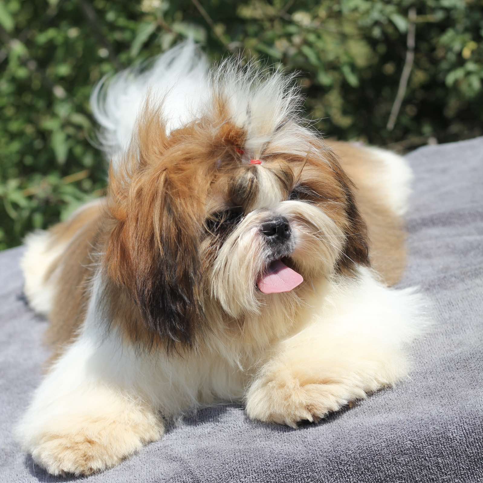 Princess Type Different Types Of Shih Tzu Mixes Shih Tzu Dog