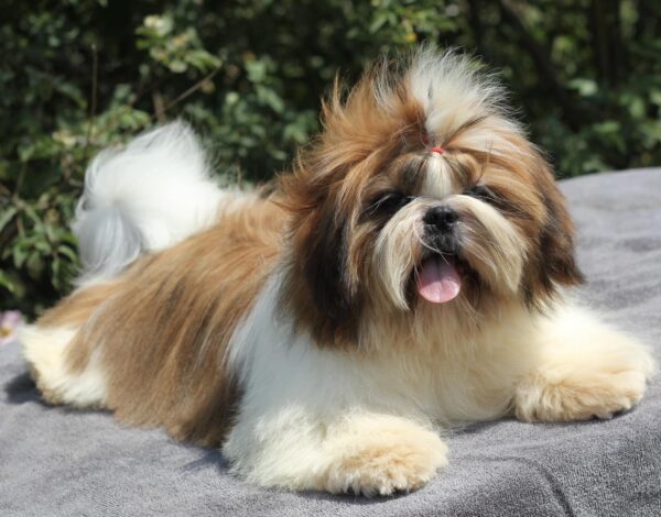 Princess Shih Tzu