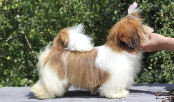 Princess Shih Tzu