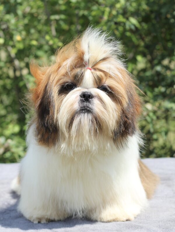 Princess Shih Tzu