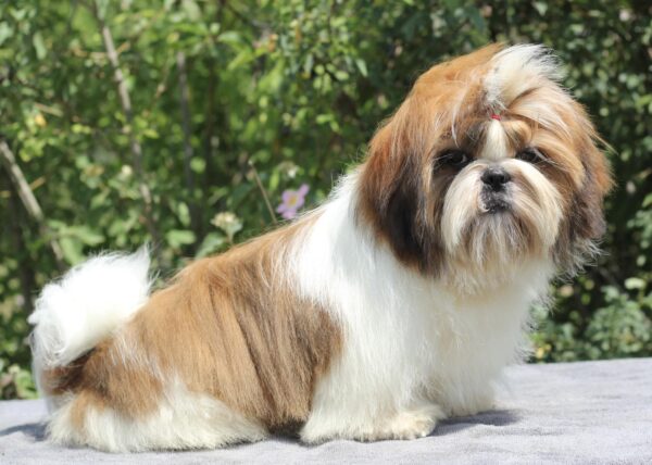 Princess Shih Tzu