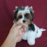 Puffik-male-Biewer-puppy-for-sale-2