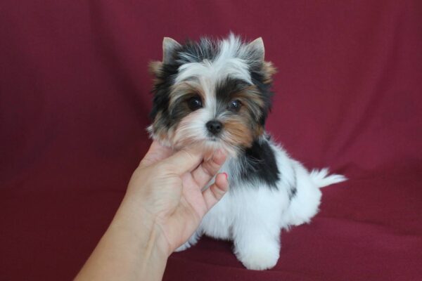 Puffik Biewer Yorkshire Terrier