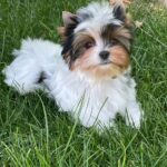 Barbie Biewer Yorkshire Terrier