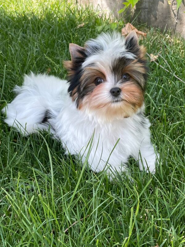 Puffik Biewer Yorkshire Terrier