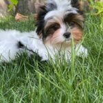 Puffik-male-Biewer-puppy-for-sale-4