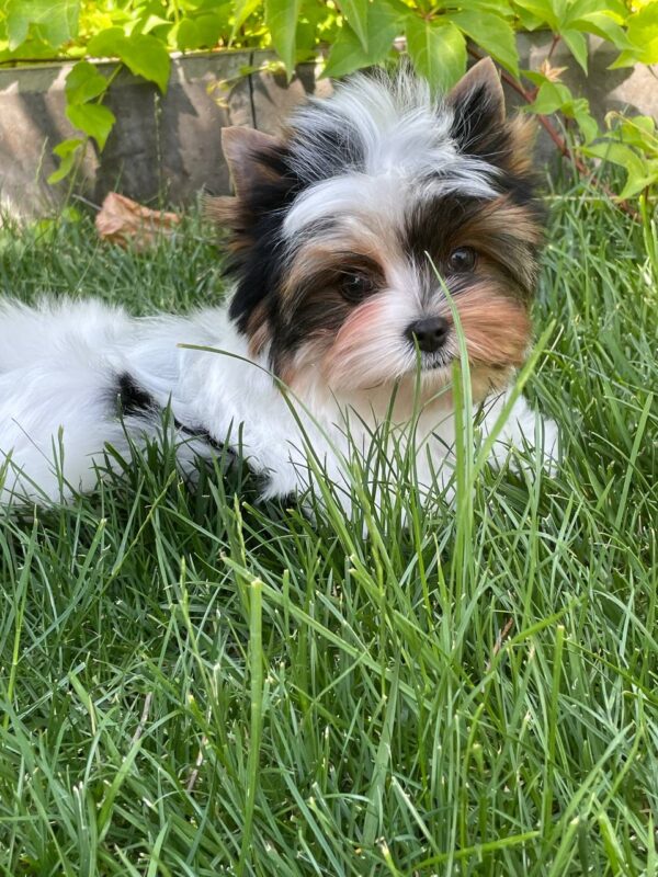 Puffik Biewer Yorkshire Terrier