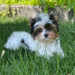Puffik-male-Biewer-puppy-for-sale-5