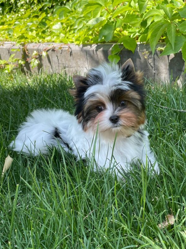Puffik Biewer Yorkshire Terrier