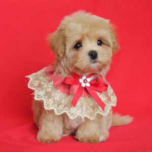 Quiza Maltipoo