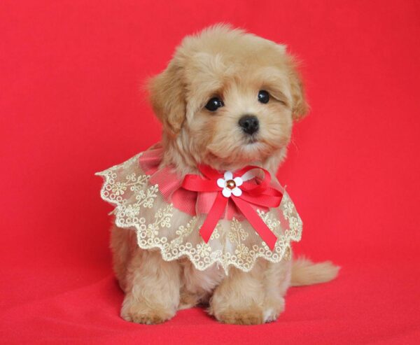 Quiza Maltipoo